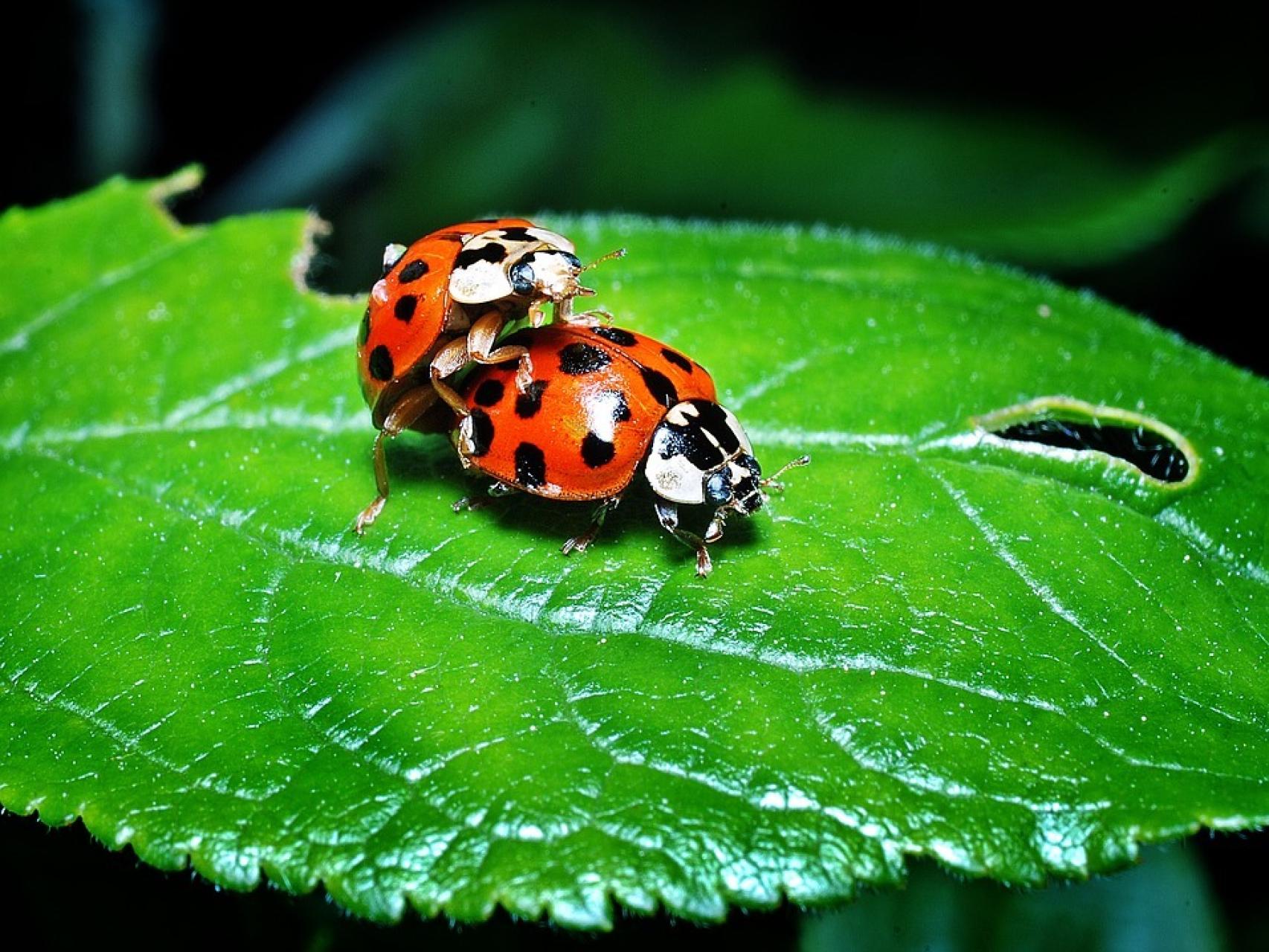 Dos mariquitas apareándose sobre una hoja.