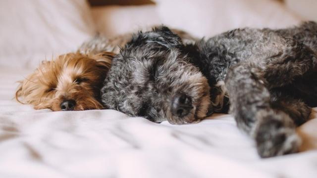 sueño de los animales