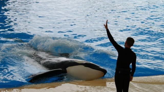 Uno de los cuidadores de Orca Ocean en Tenerife.