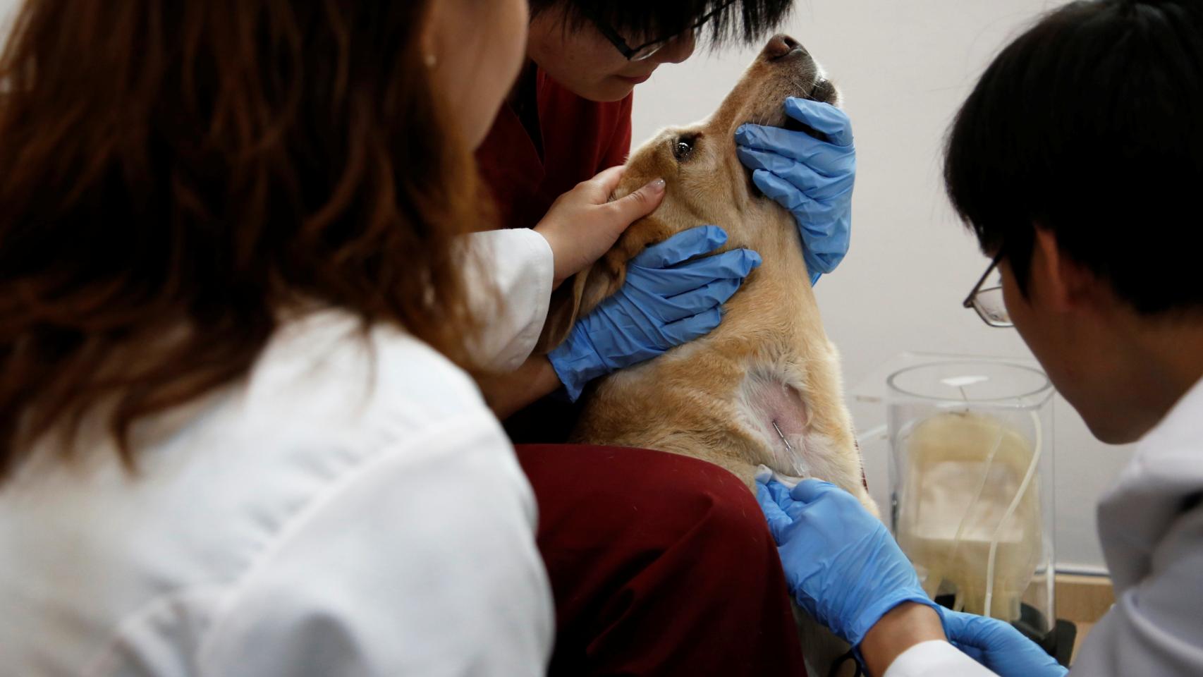 Transfusión de sangre para perritos