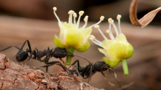 hormigas agricultoras