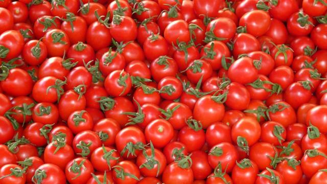 tomates