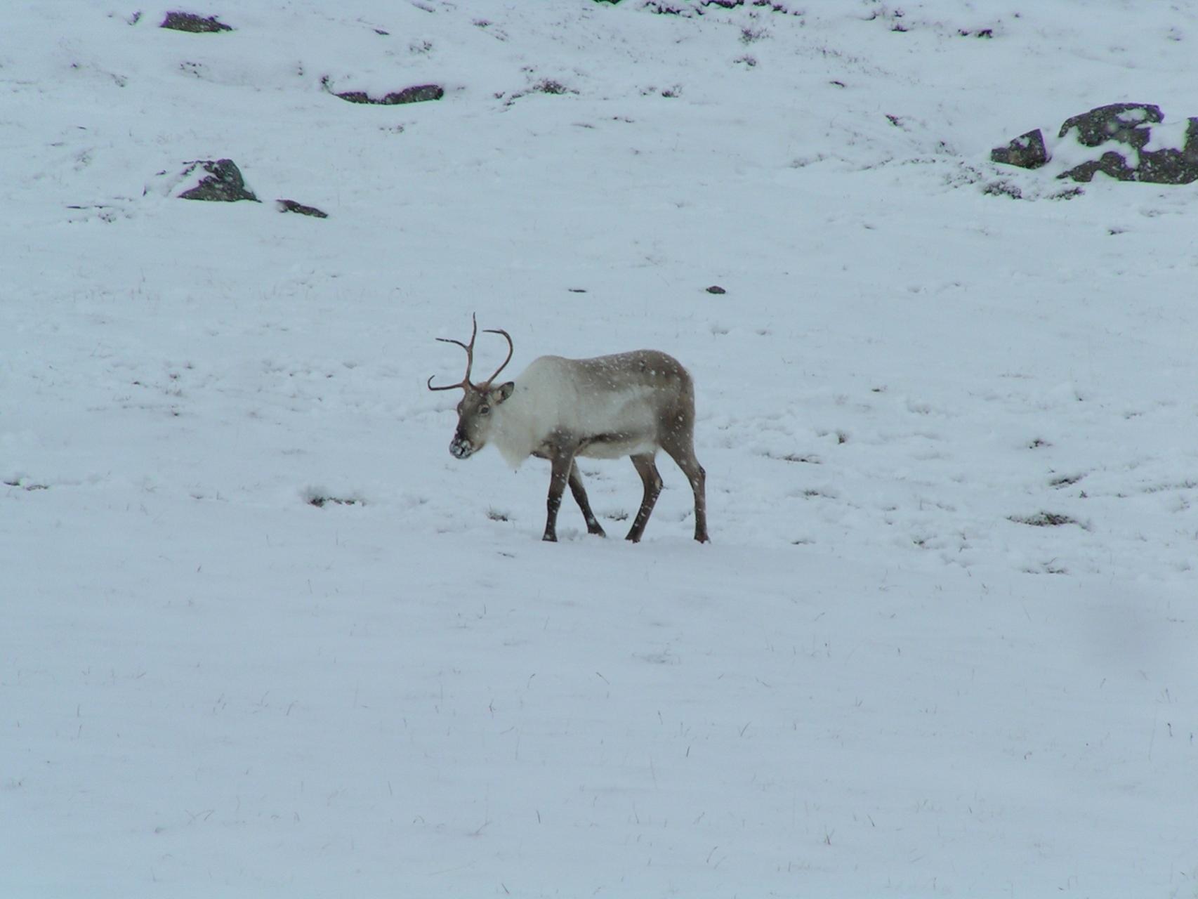 Un reno se dirige hacia Egilstadir.