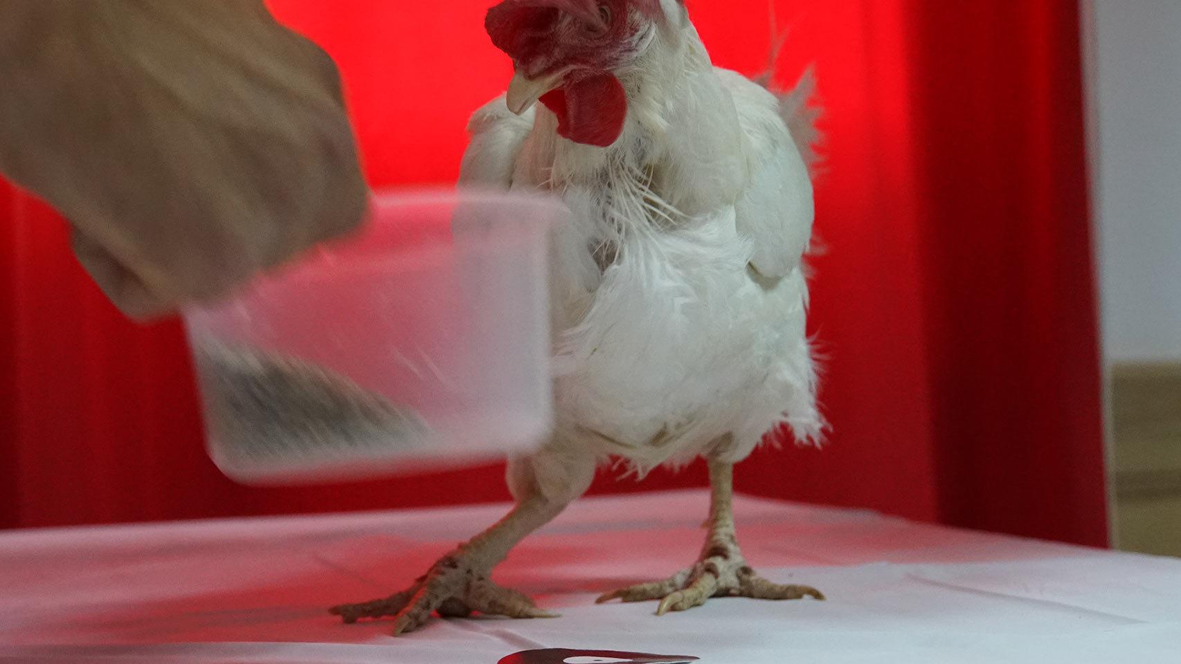Las gallinas son recompensadas tras picar sobre el punto marcado