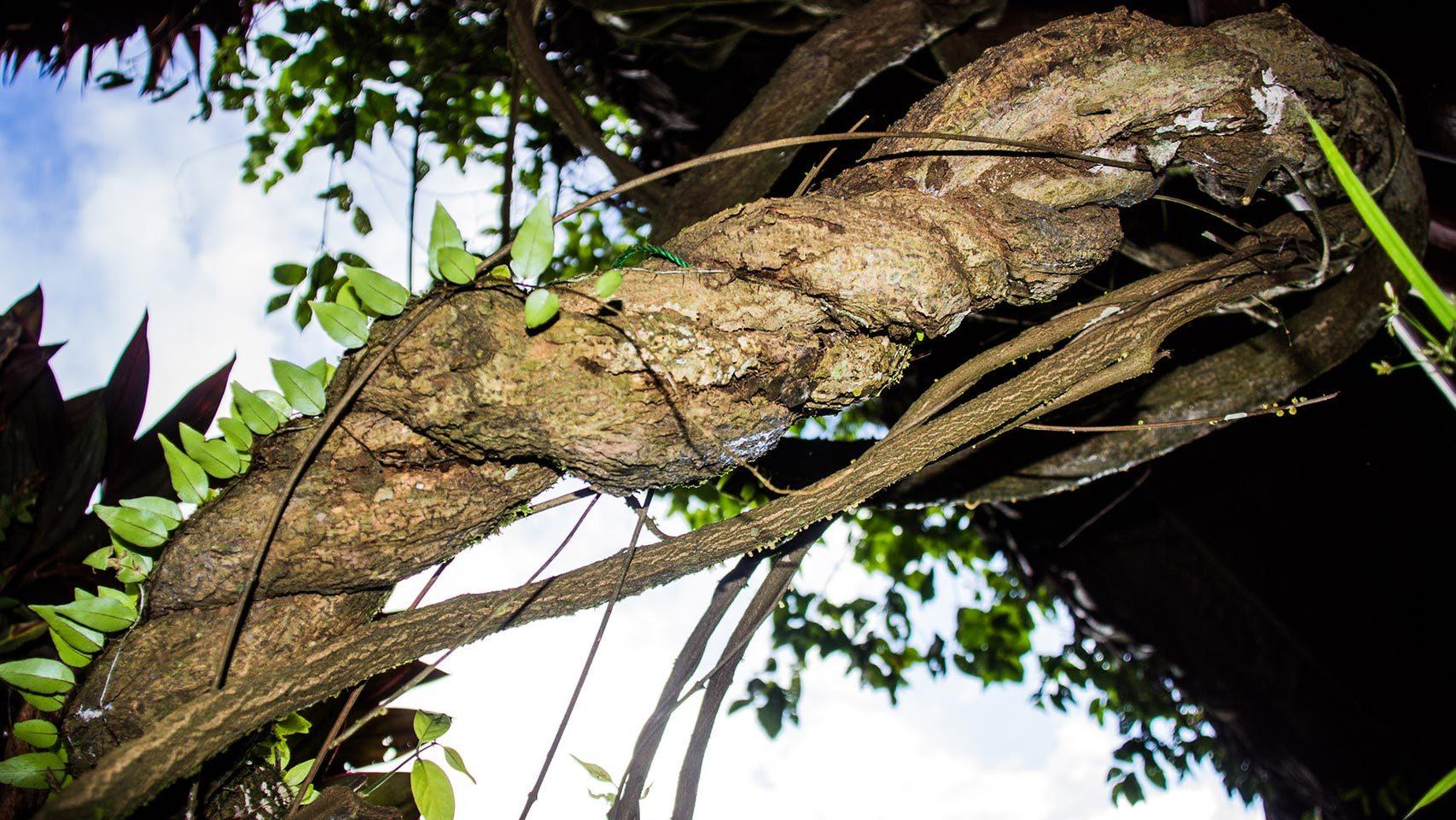 La ayahuasca es una de las plantas de las que se obtiene el DMT