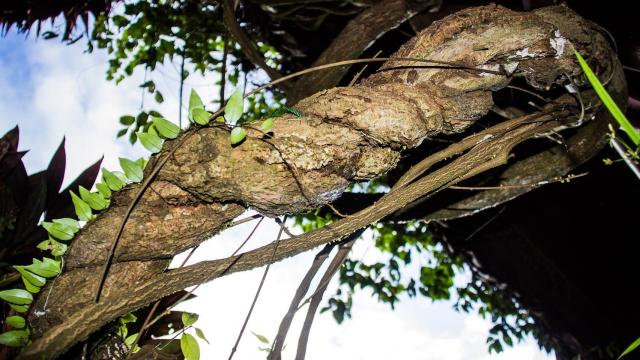 La ayahuasca es una de las plantas de las que se obtiene el DMT