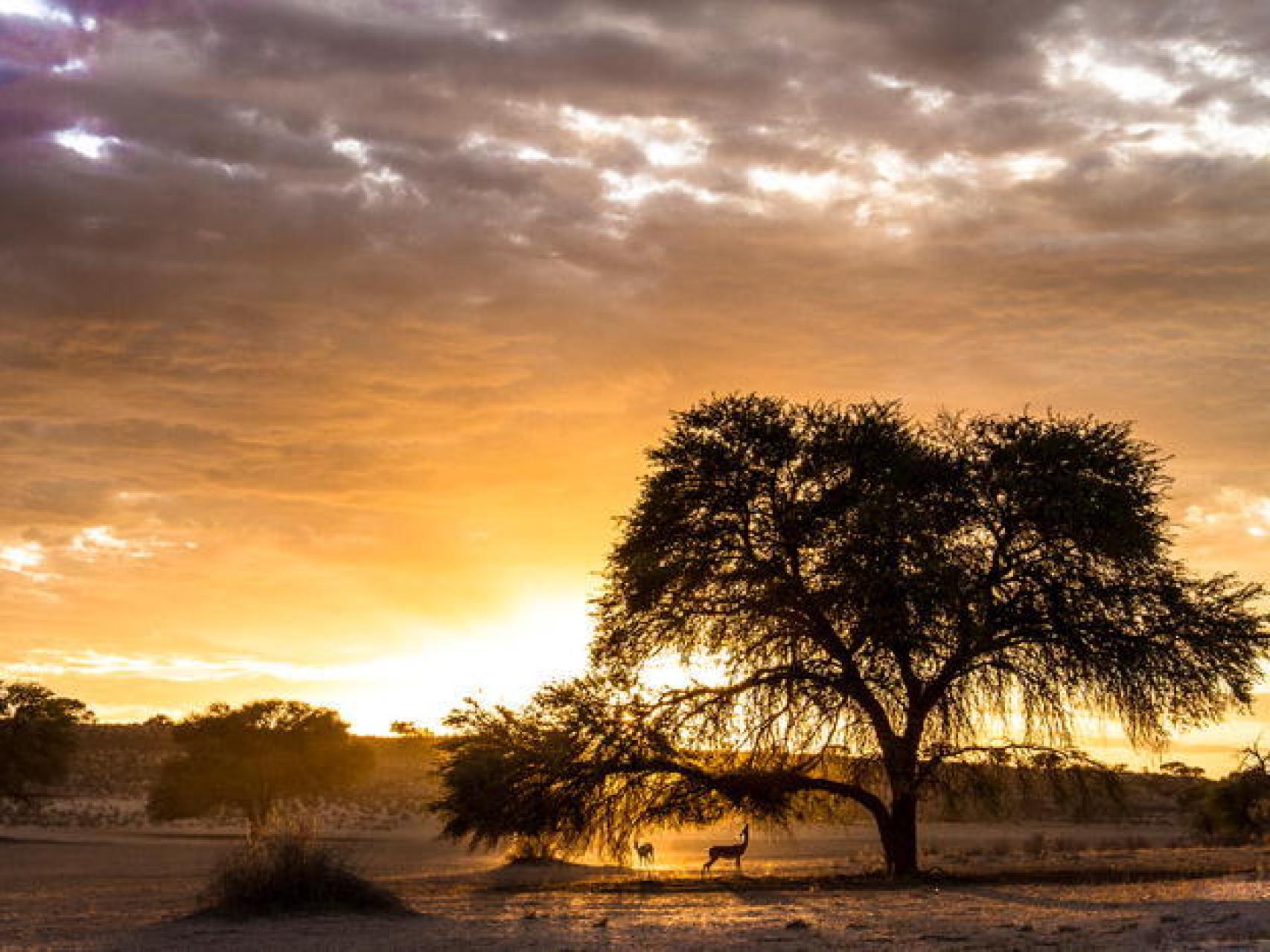 Antílopes al amanecer en el desierto de Kalahari.