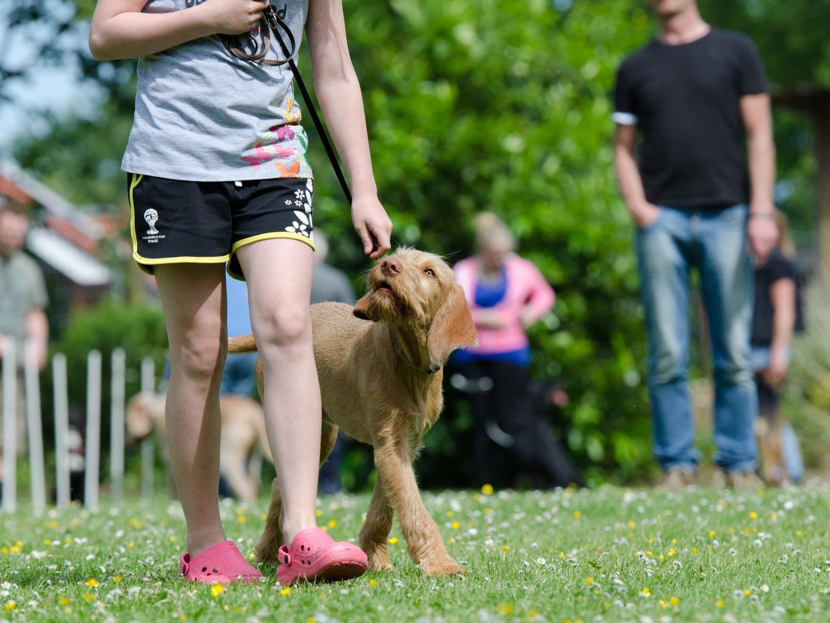 El estudio ayuda a mejorar el adiestramiento de perros