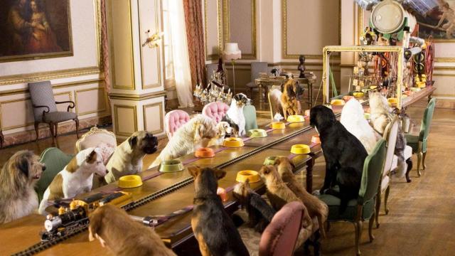 Se acabó dejar a tus perros en sitios especializados, en vacaciones viaja con ellos.