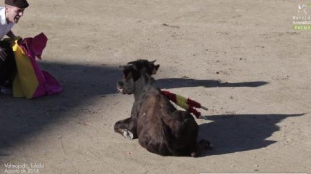 La becerrada en la localidad manchega de Valmojado.