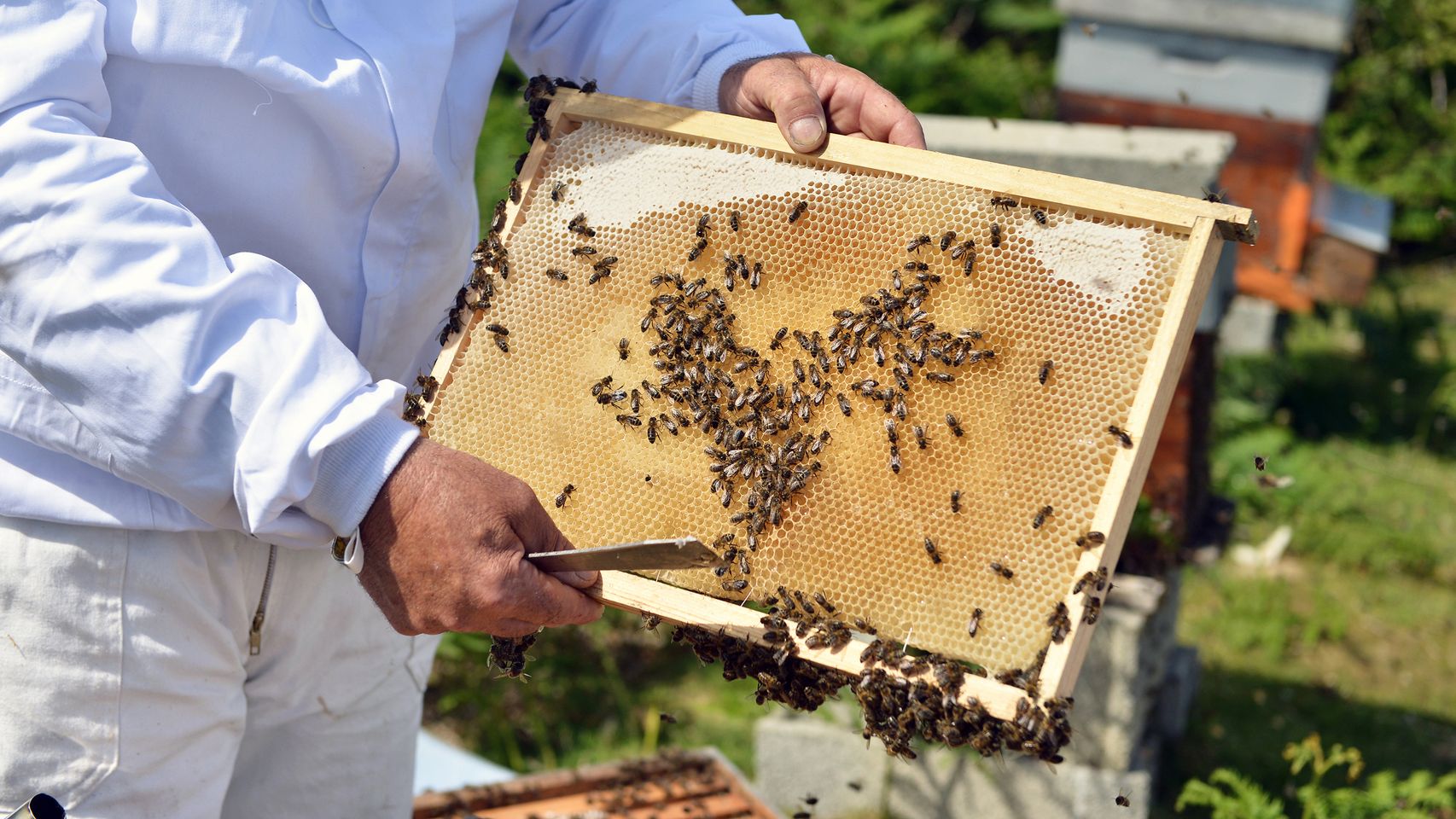 Un apicultor sostiene un panal de abejas