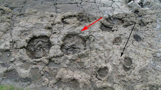 Huella de un sauropodo (flecha roja) y un estegosaurio (flecha negra)