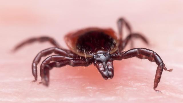 Un ejemplar de garrapata.