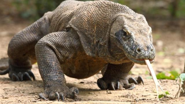 Dragon-Komodo-Komodo-Indo-AR-535