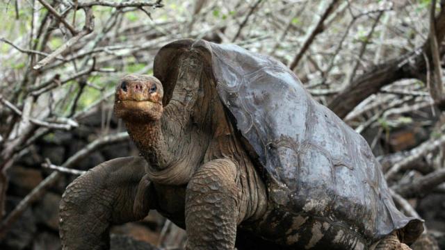 tortuga-diego
