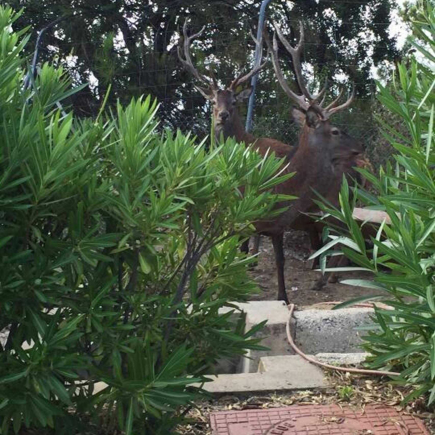 Imagen de los ciervos de La Zagaleta.