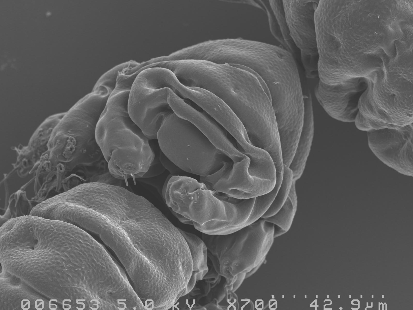 Un retrato del tardígrado Ramazzottius varieornatus.