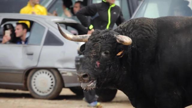 Maltrato animal documentado por el PACMA