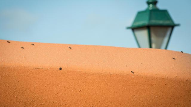 Invasión de moscas en dos barrios de La Orotava.