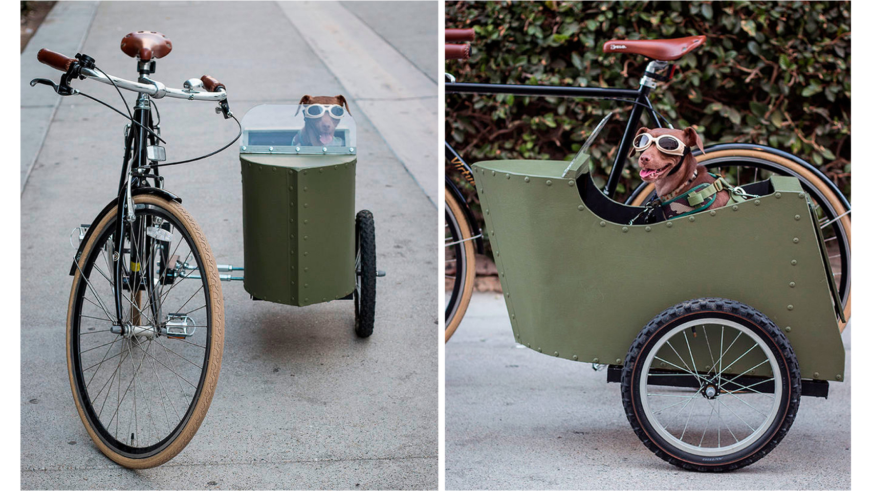 Nuestras mascotas se dejan llevar