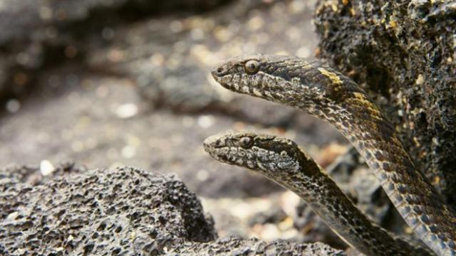 Las serpientes, siempre atentas a todo lo que se mueve.