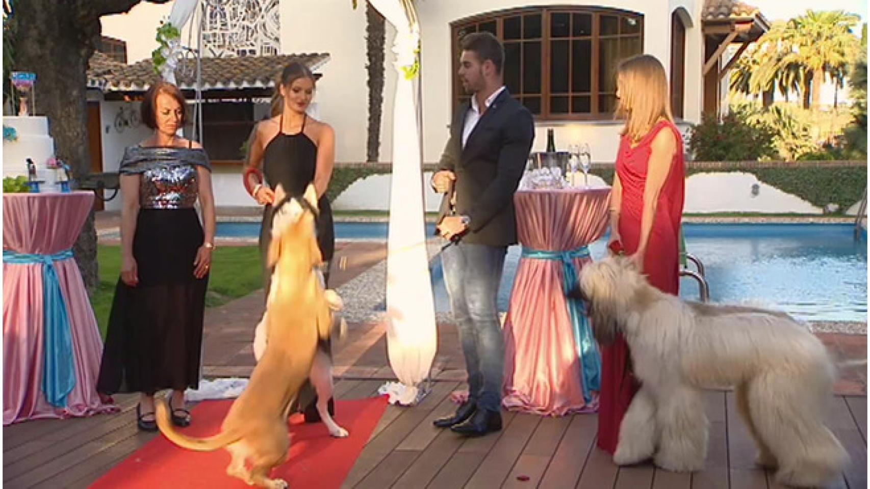 'Amores perros' se estrella en Cuatro frente al gigante 'MasterChef'