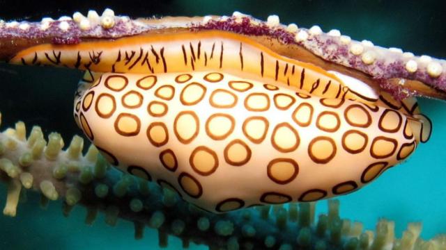 caracol lengua de flamingo