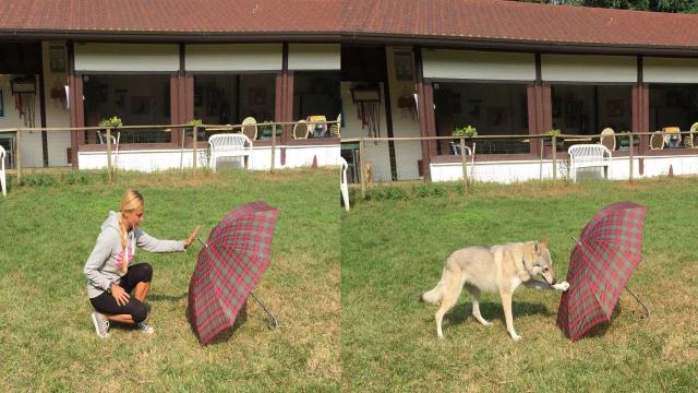 La investigadora prueba su teoría con su perro.