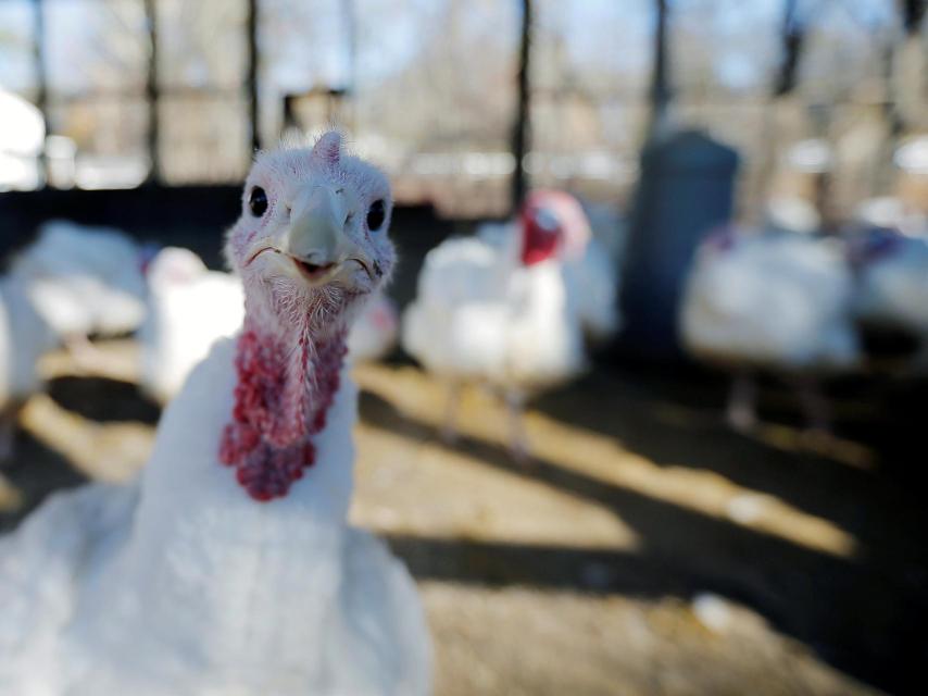 Más de un estadounidense teme el enfrentamiento en este Acción de Gracias poselectoral.