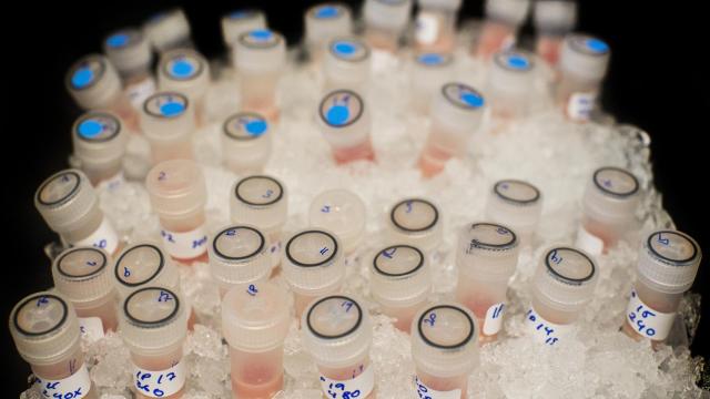 Viales de fármacos en investigación oncológica.