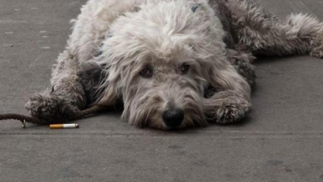 A los perros también les afecta el tabaco.