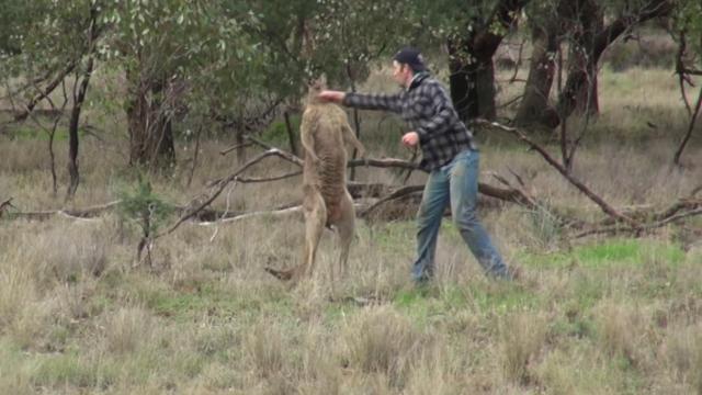 Momento en el que el marsupial se queda noqueado y por fin deja libre al can.
