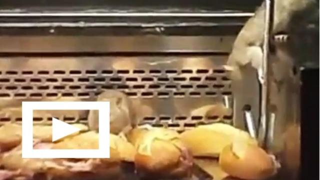 Ratas en un Granier de Madrid.