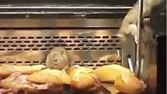 Imagen de las ratas del vídeo grabado por una viandante.