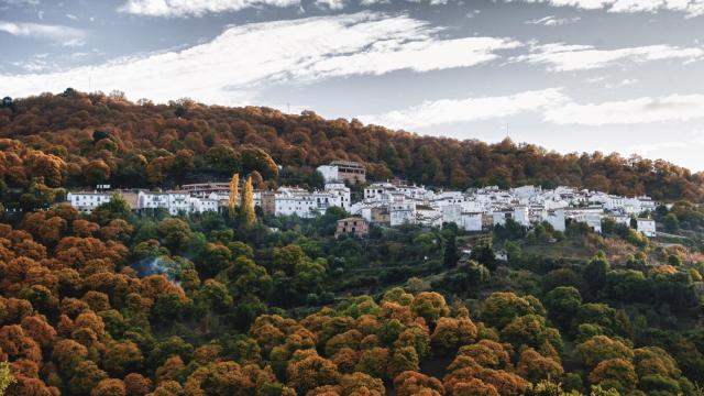 La Serranía del Genal se viste de castaños