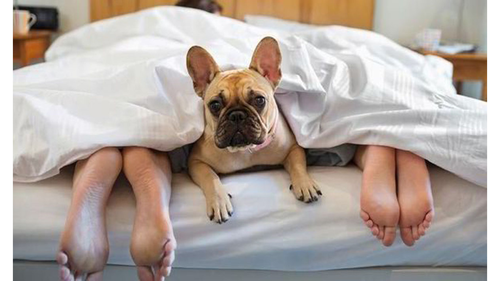 Hoteles de montaña y… ¡puedo ir con mi perro!