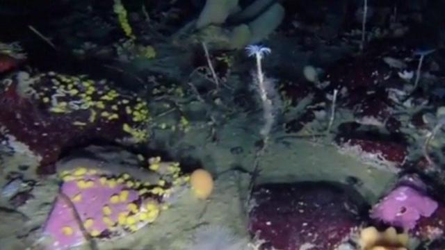 biodiversidad_antartida