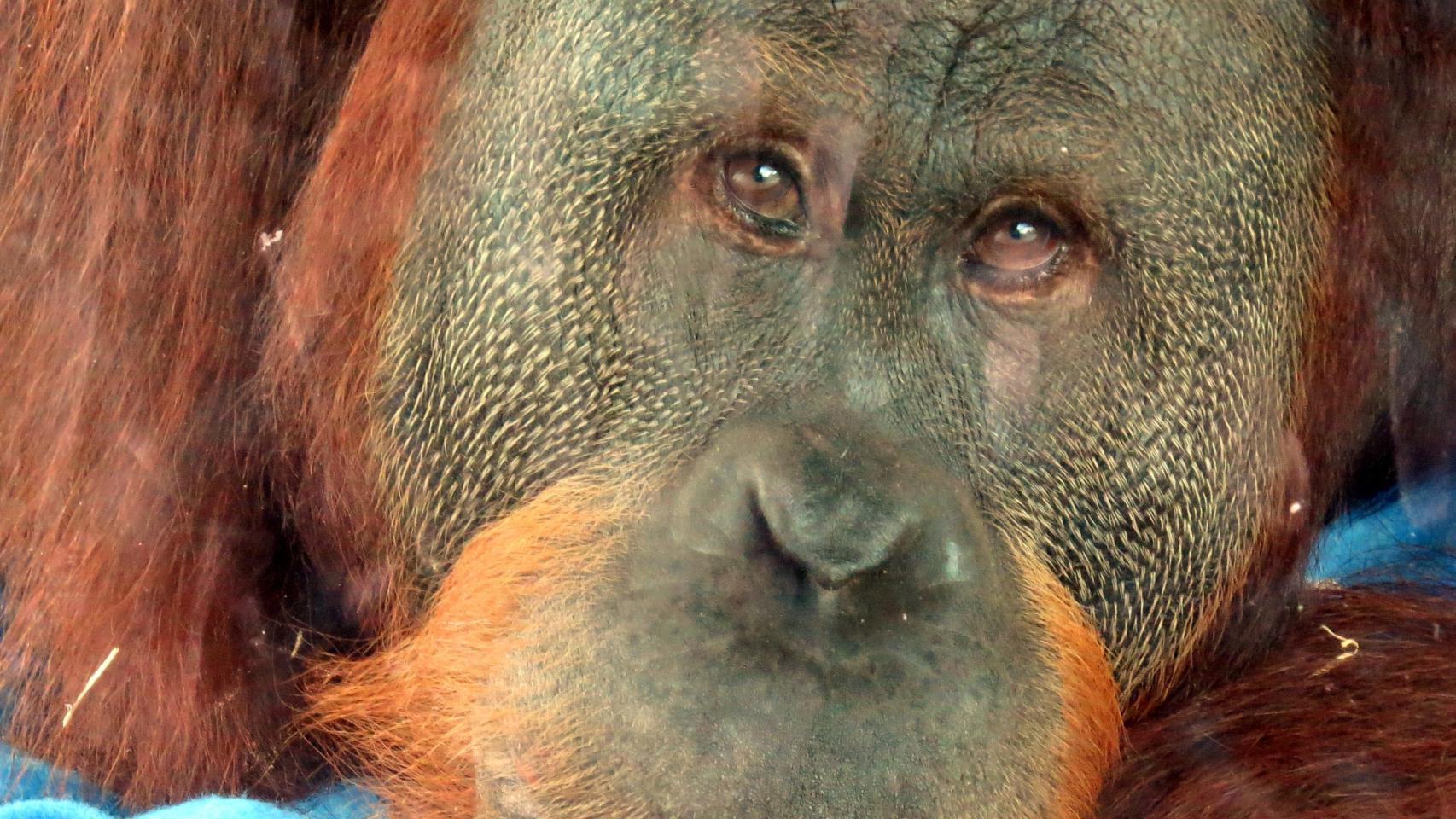 Rocky, el mono que imita sonidos