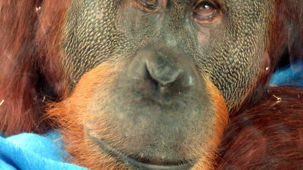 Rocky, el mono que imita sonidos