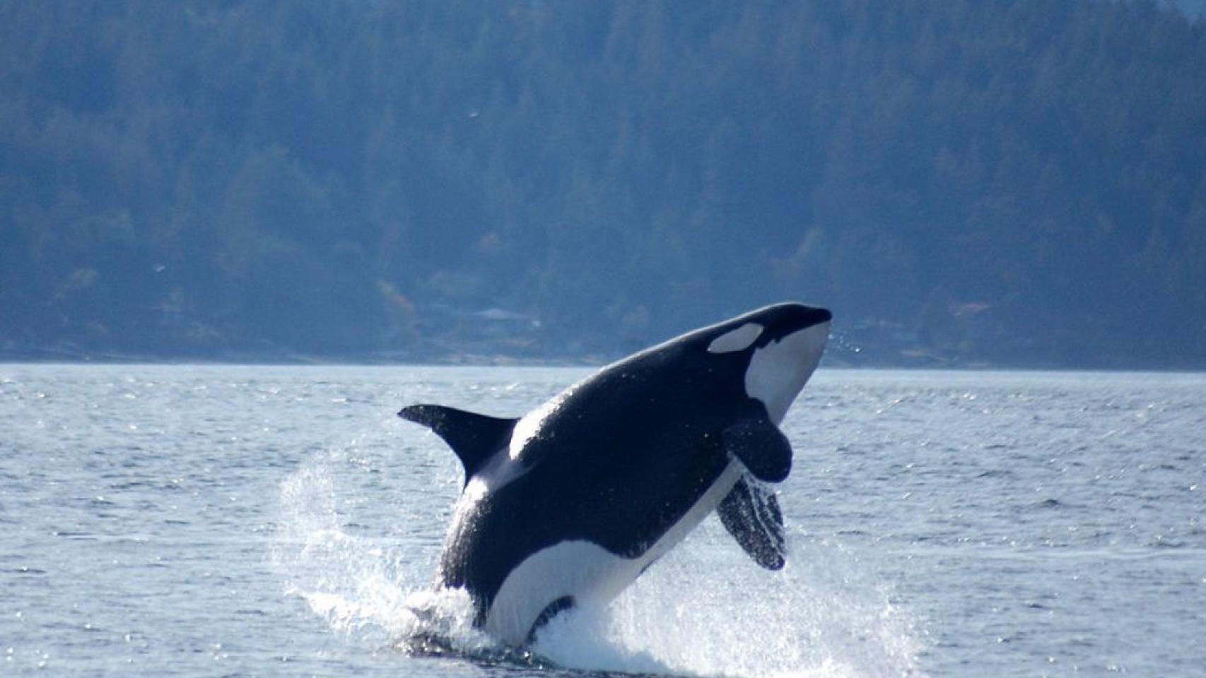 Una orca en el mar.