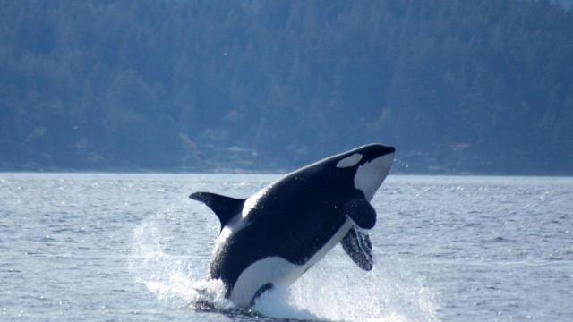 Una orca en el mar.