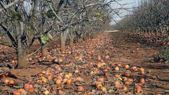 El temporal ha perjudicado la campaña agrícola en la Comunidad Valenciana: en la imagen, caquis por los suelos.