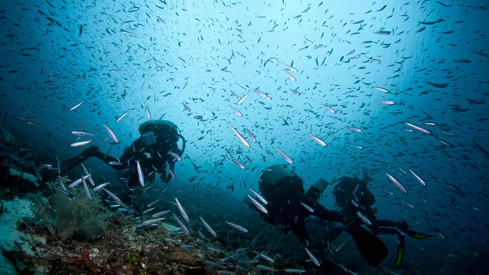 El mar, fuente  de nuevos fármacos para tratar el cáncer.