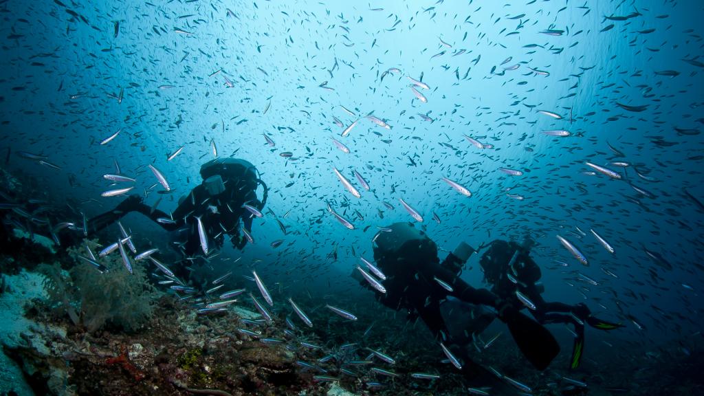El mar, fuente  de nuevos fármacos para tratar el cáncer.