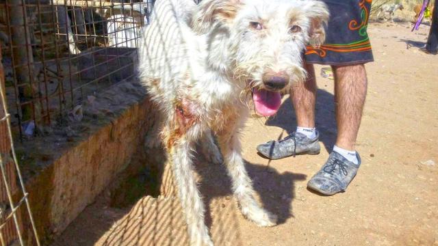 Piden 40 años de cárcel para el cazador de Madrid acusado de maltratar a 54 perros