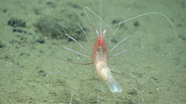 La gamba Bathystylodactylus cf. bathyalis