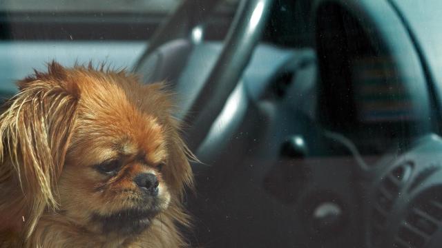 Imagen de un perro dentro de un vehículo