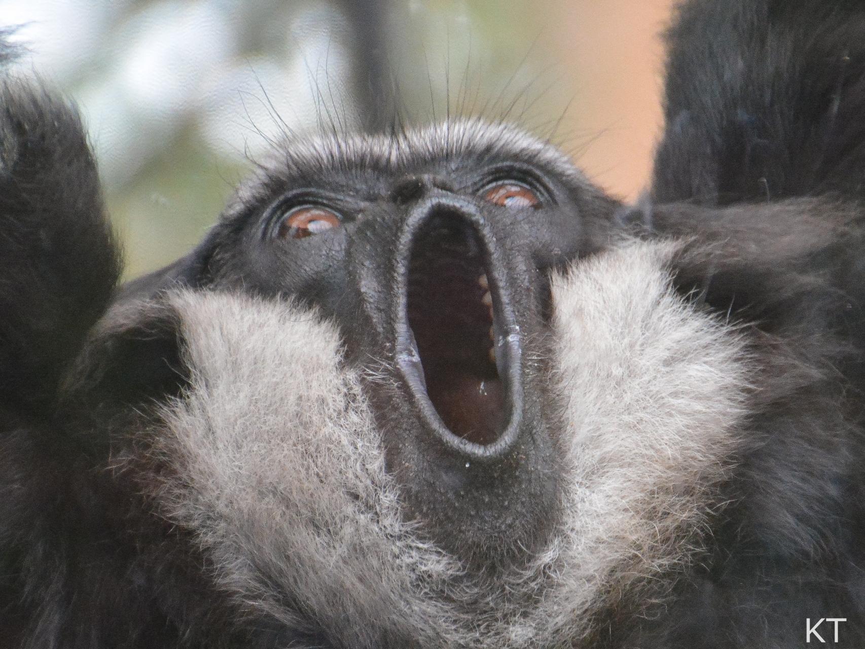 Un gibón poniendo el grito en el cielo.