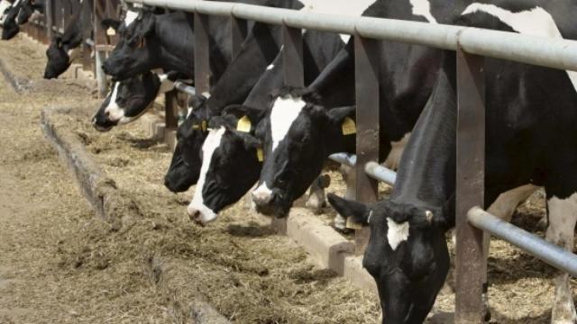 Una granja de vacas en una imagen de archivo.