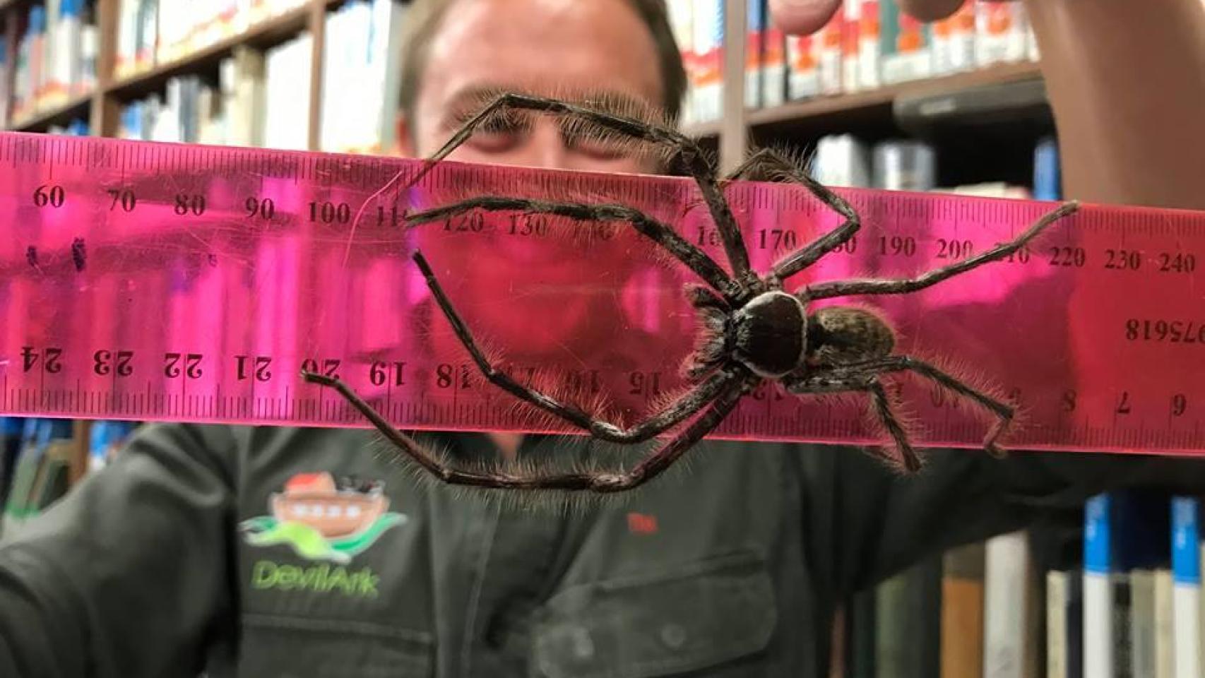 Tim Faulkner nos presenta a Behemoth.